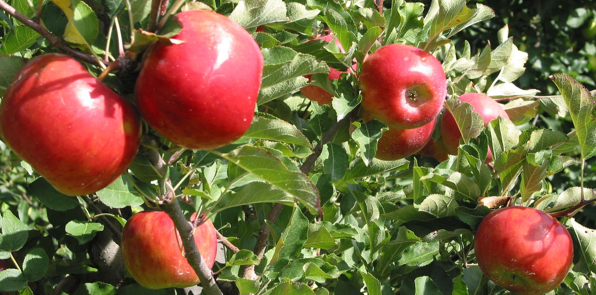 Hofeigene Produkte am Obermoarhof in Brixen - Südtirol