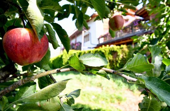 Impressionen vom Obermoarhof